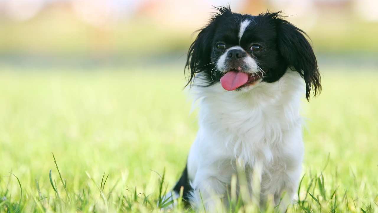 Pekingese