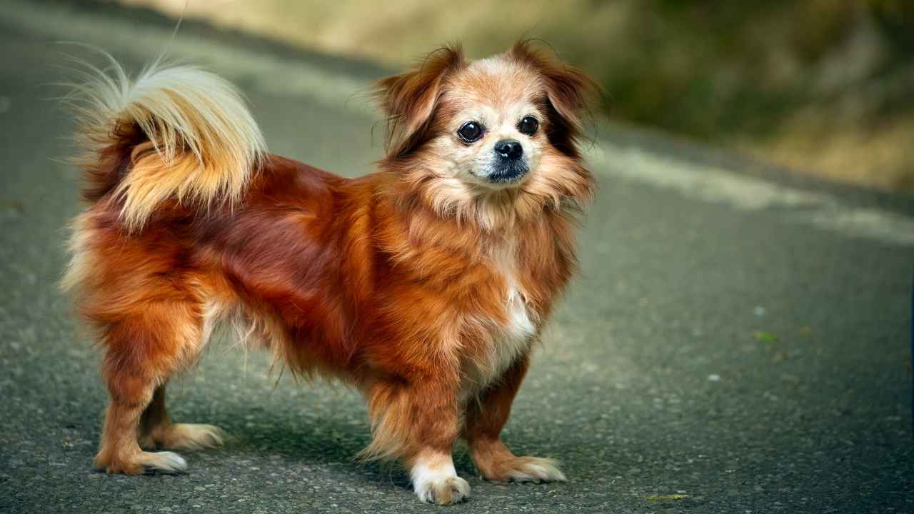 Pekingese