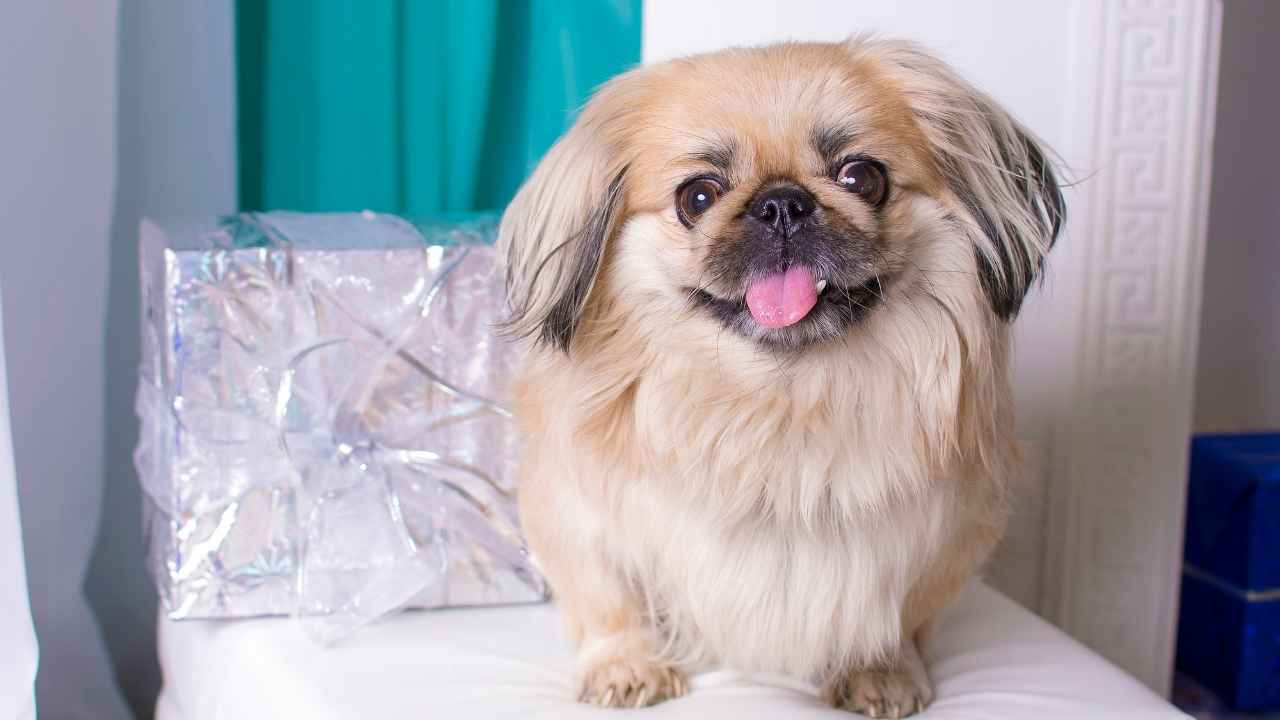 Pekingese