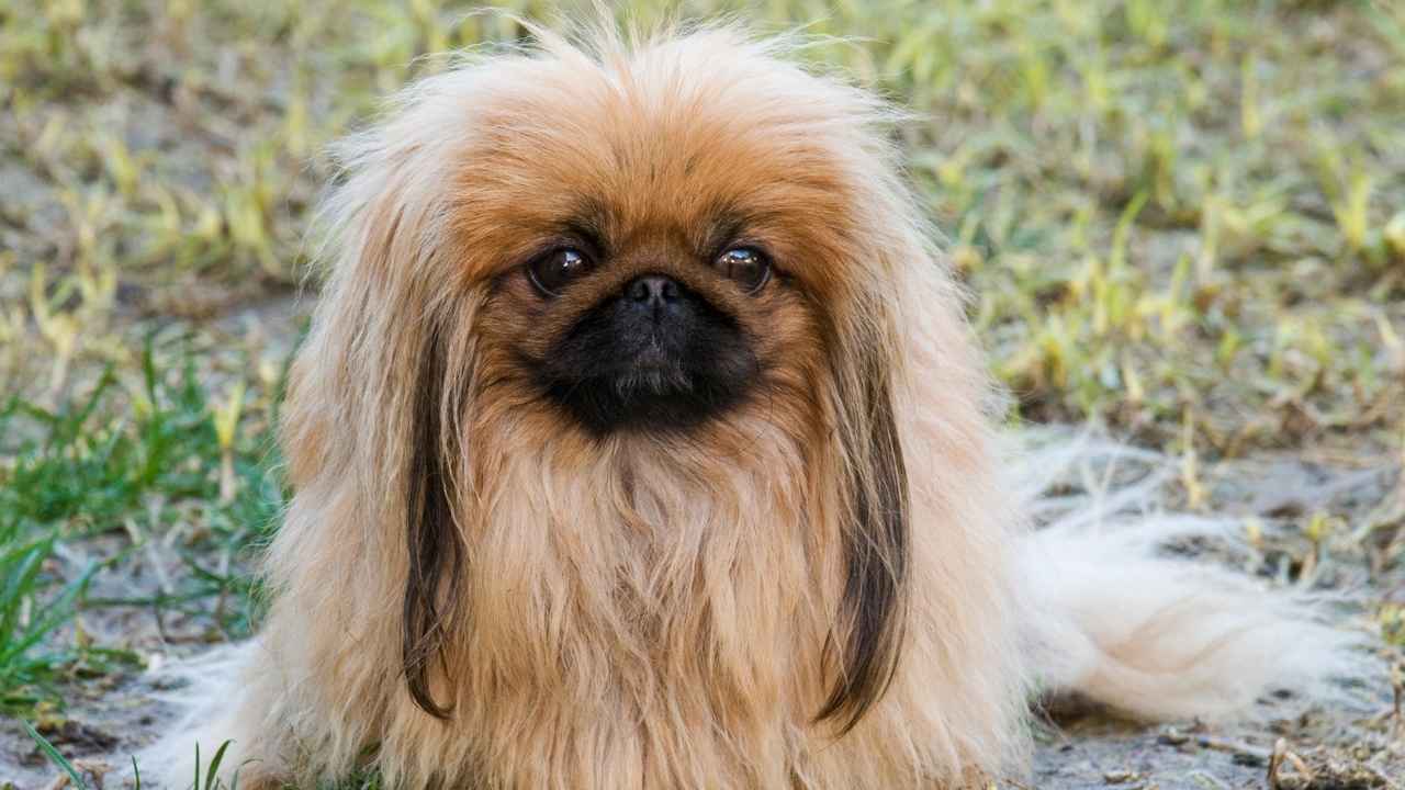 Pekingese