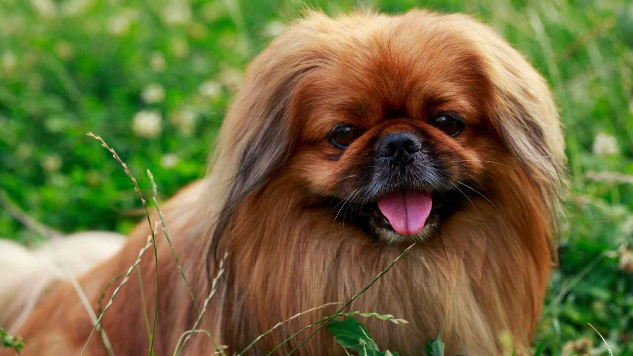 Pekingese