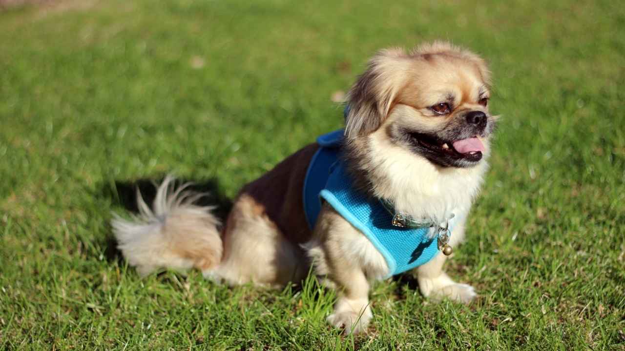 Pekingese