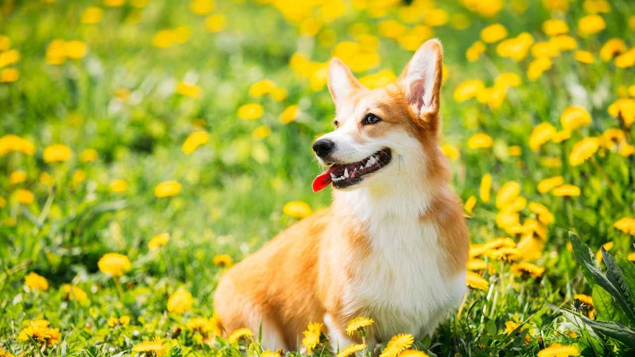 Pembroke Welsh Corgi