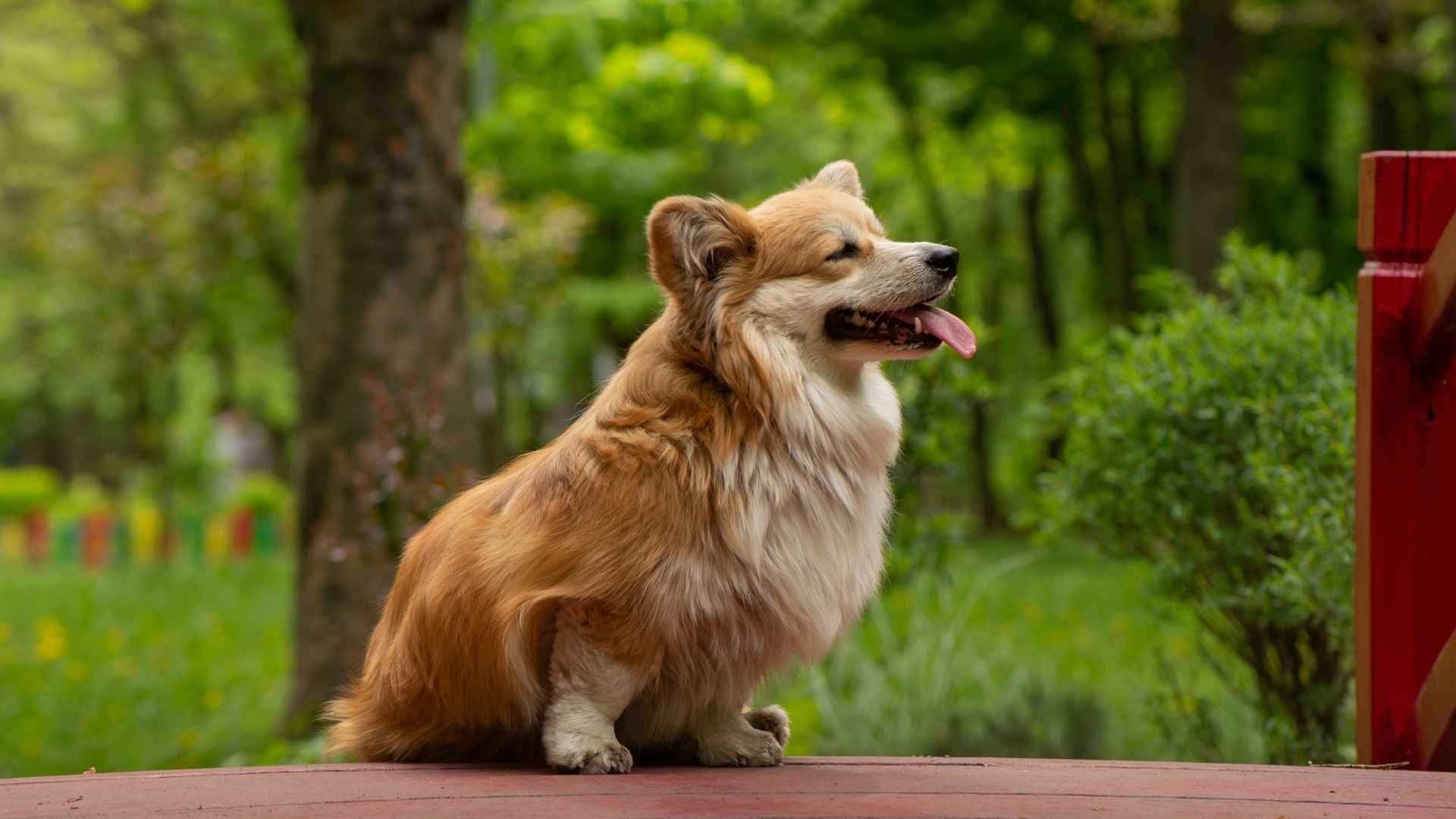 Pembroke Welsh Corgi