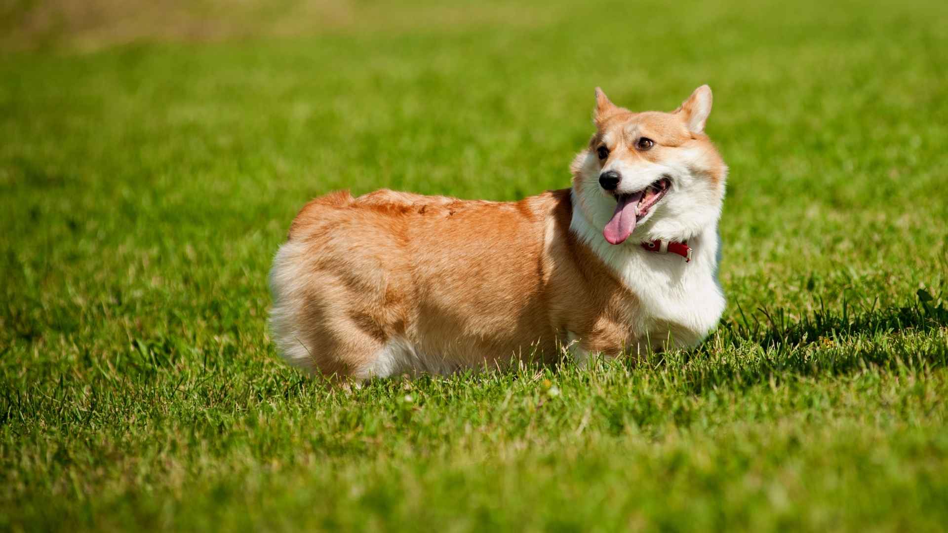 Pembroke Welsh Corgi