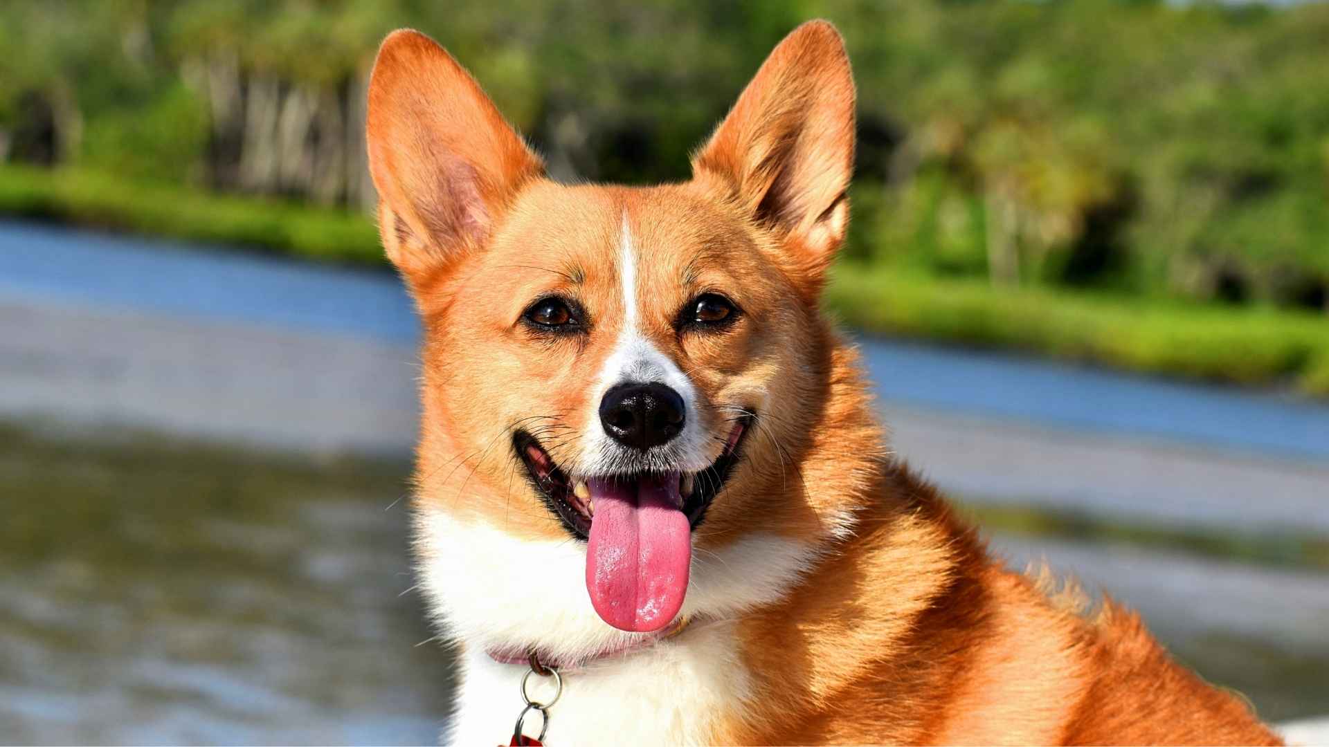 Pembroke Welsh Corgi