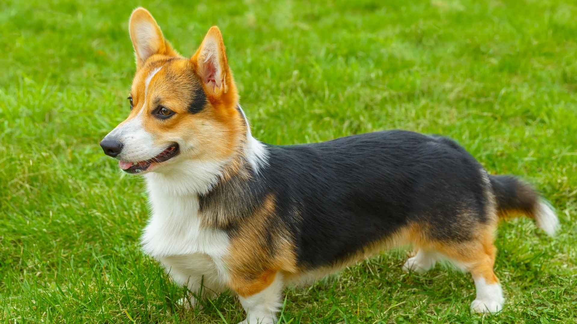 Pembroke Welsh Corgi