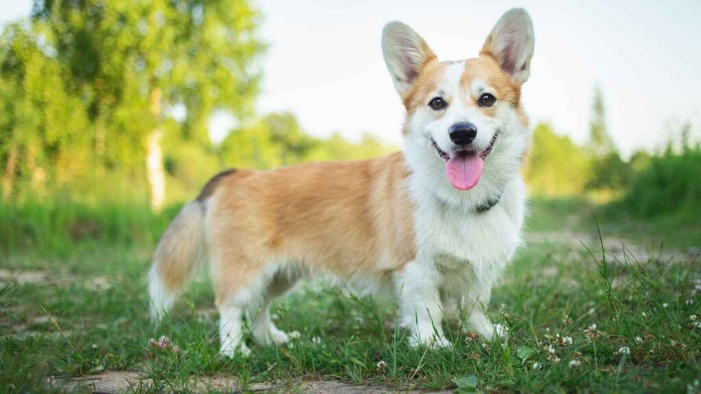 corgi temperament