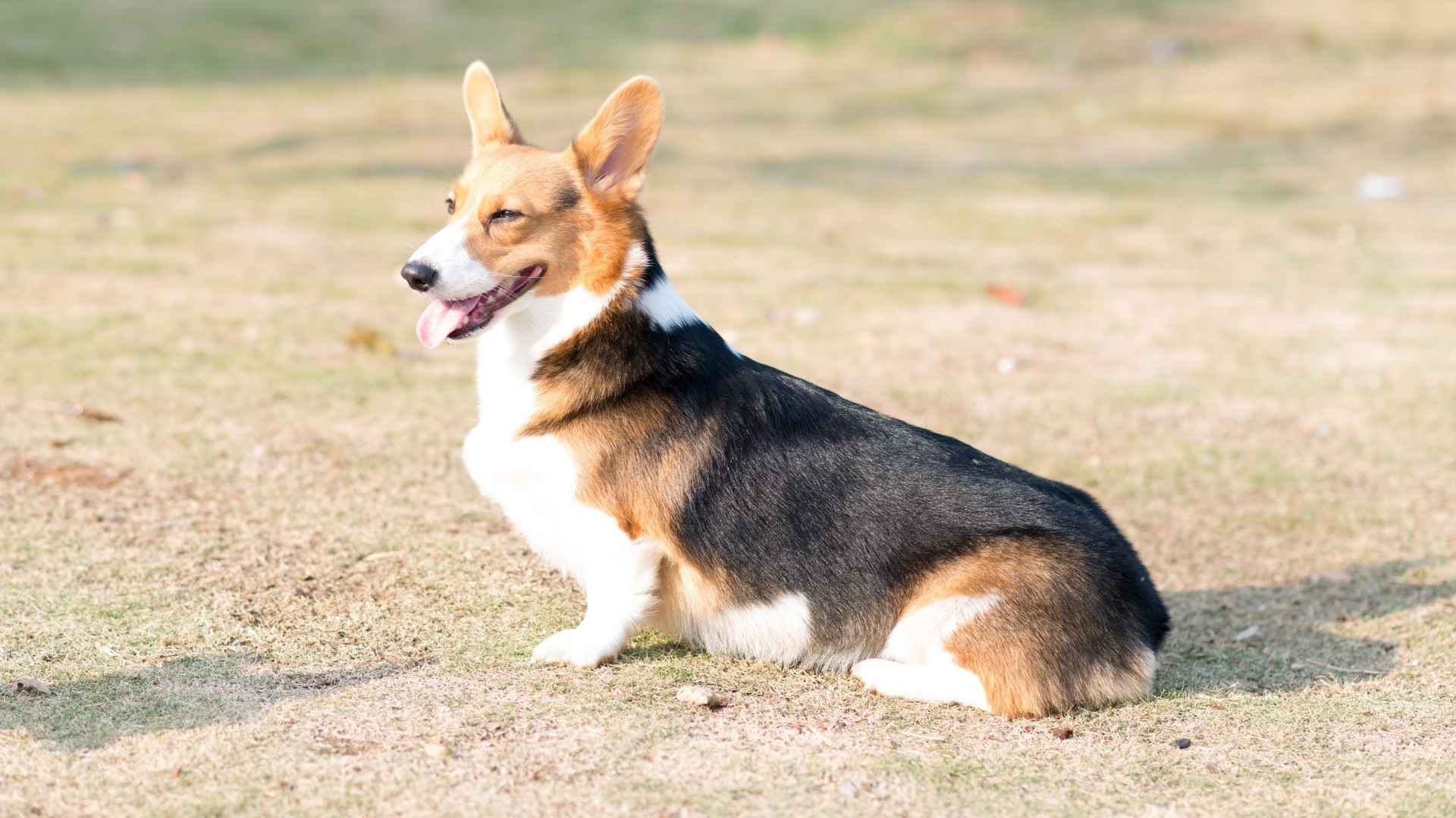 Pembroke Welsh Corgi