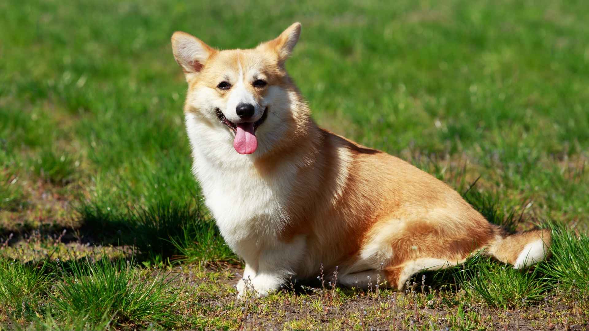 Pembroke Welsh Corgi