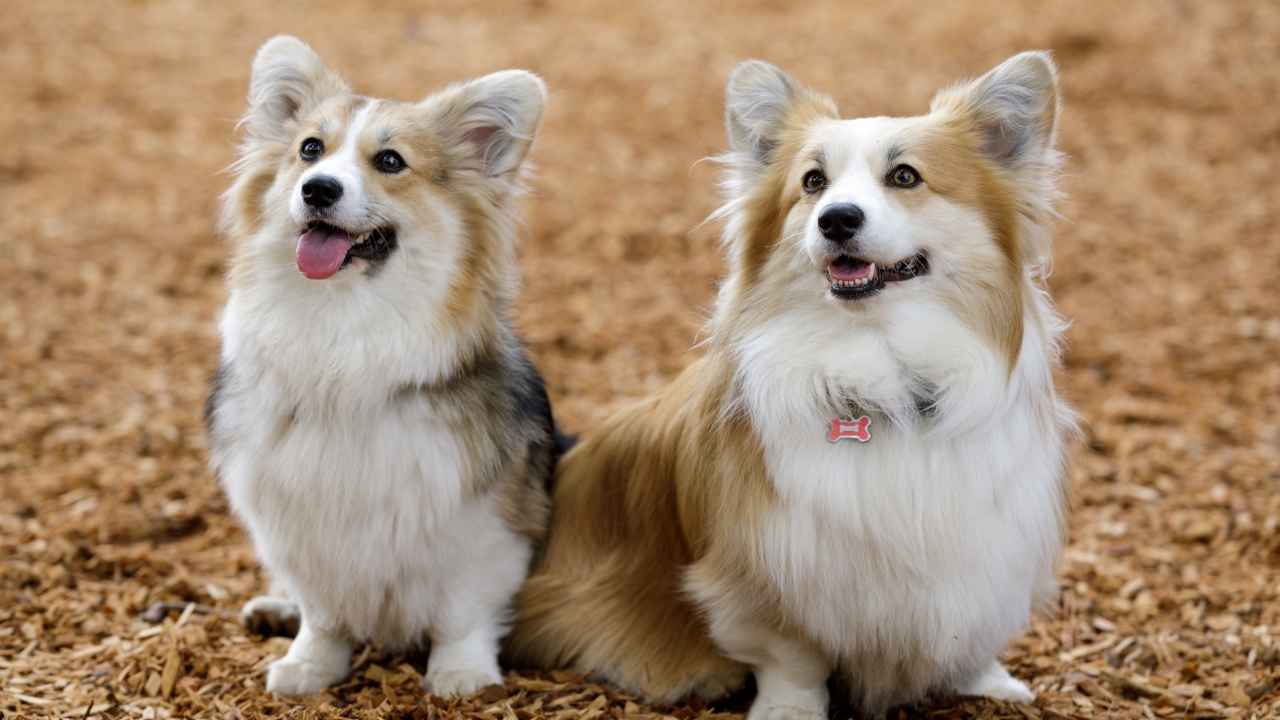 Pembroke Welsh Corgi