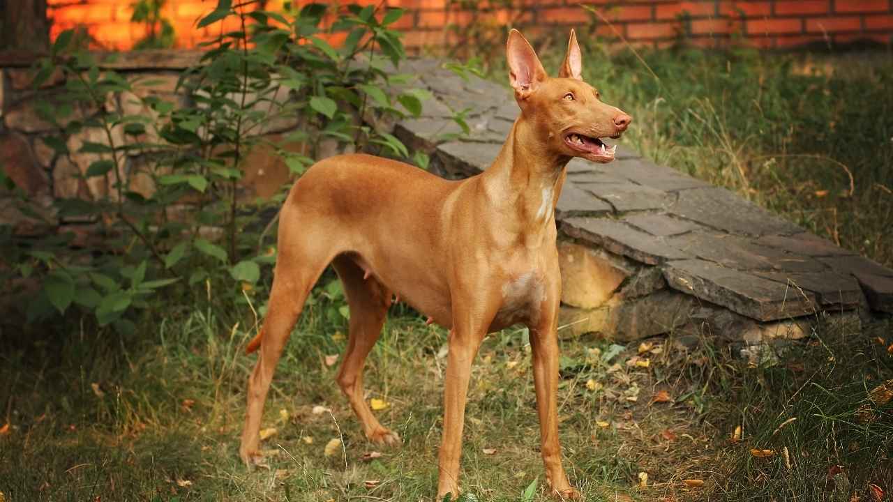 Pharaoh Hound