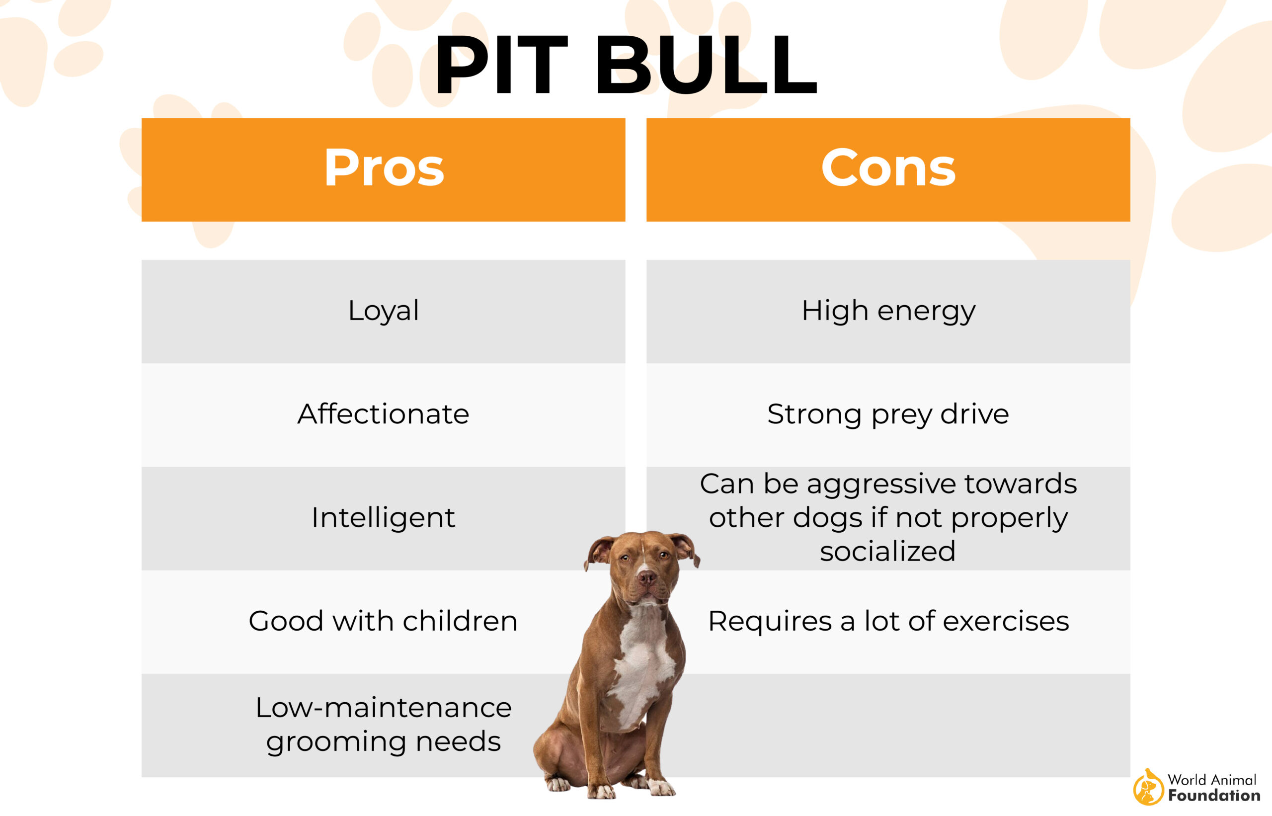 Pit bull-01