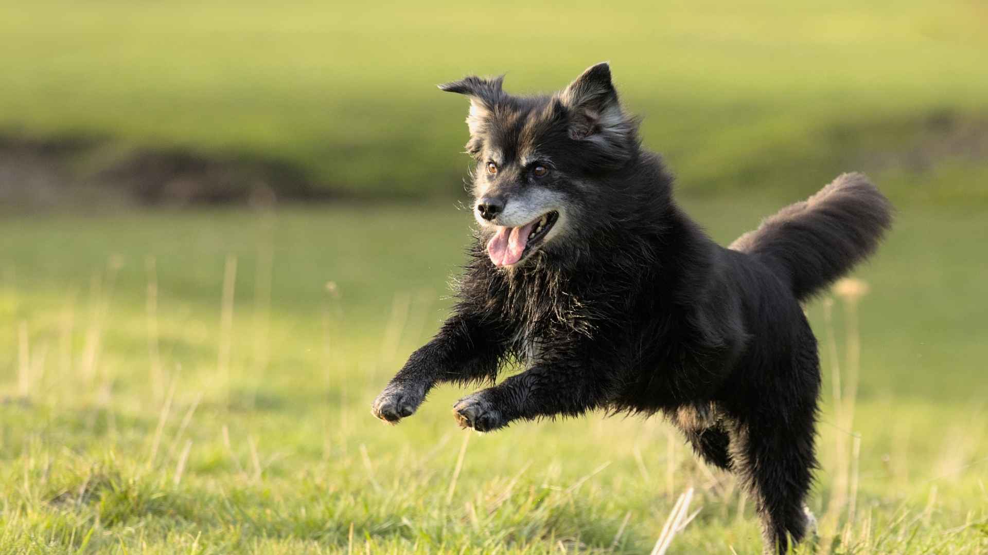 Playful Dog Breeds