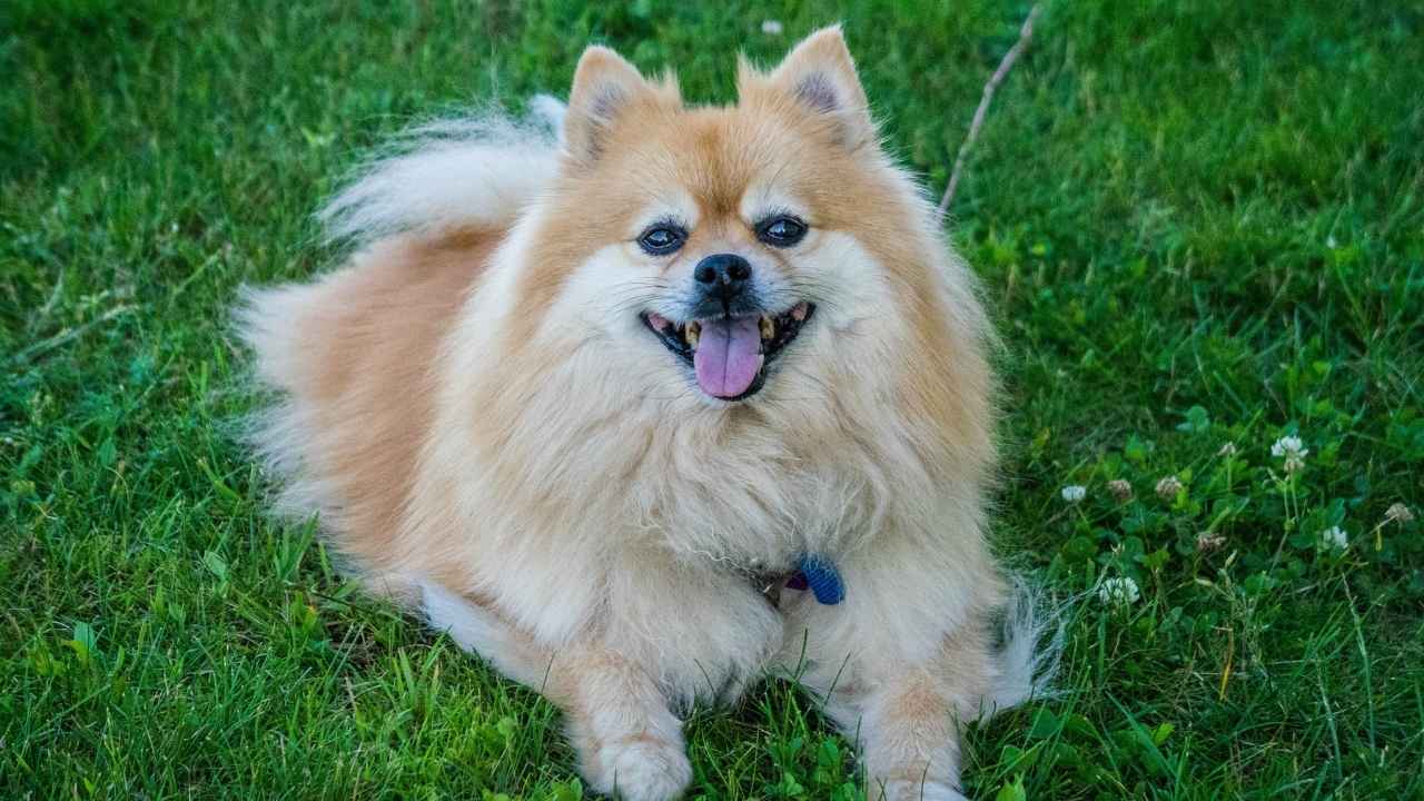 Pomeranian