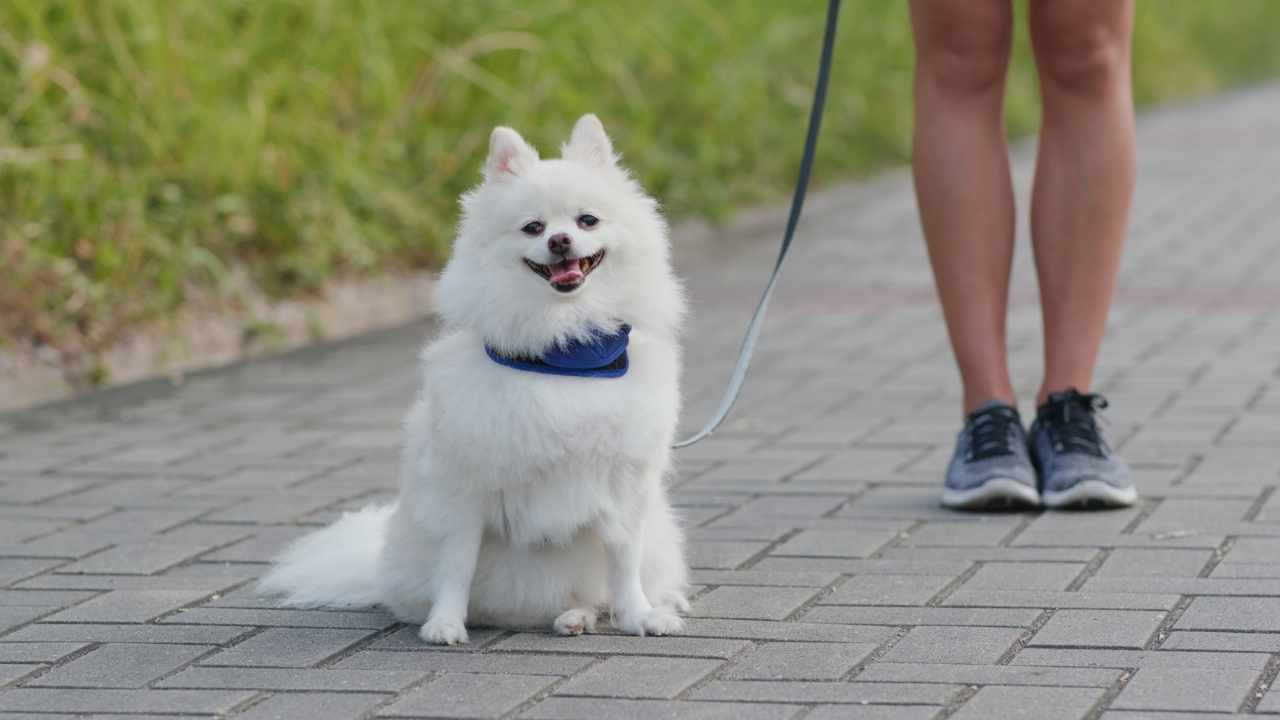 Pomeranian