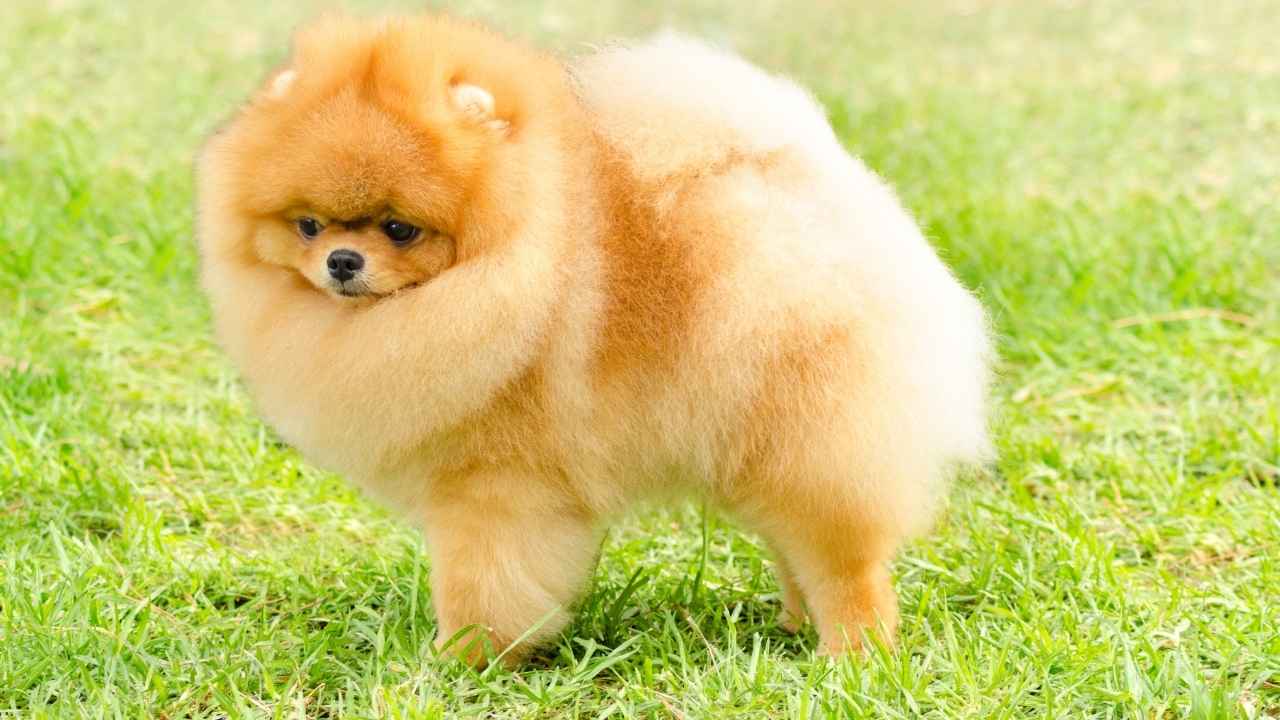 Pomeranian