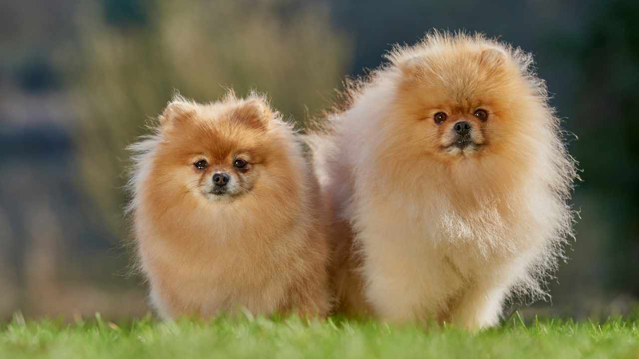 Pomeranian