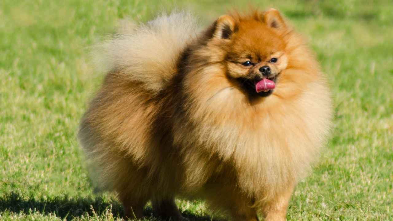 Pomeranian