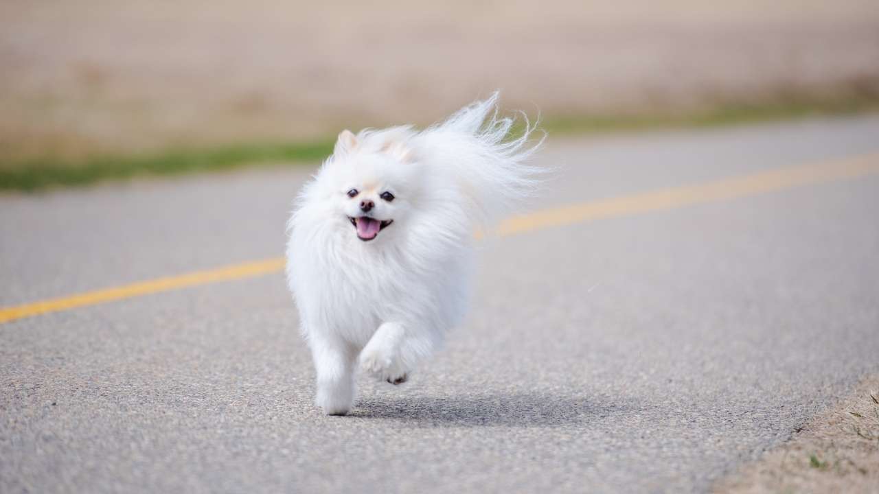 Pomeranian