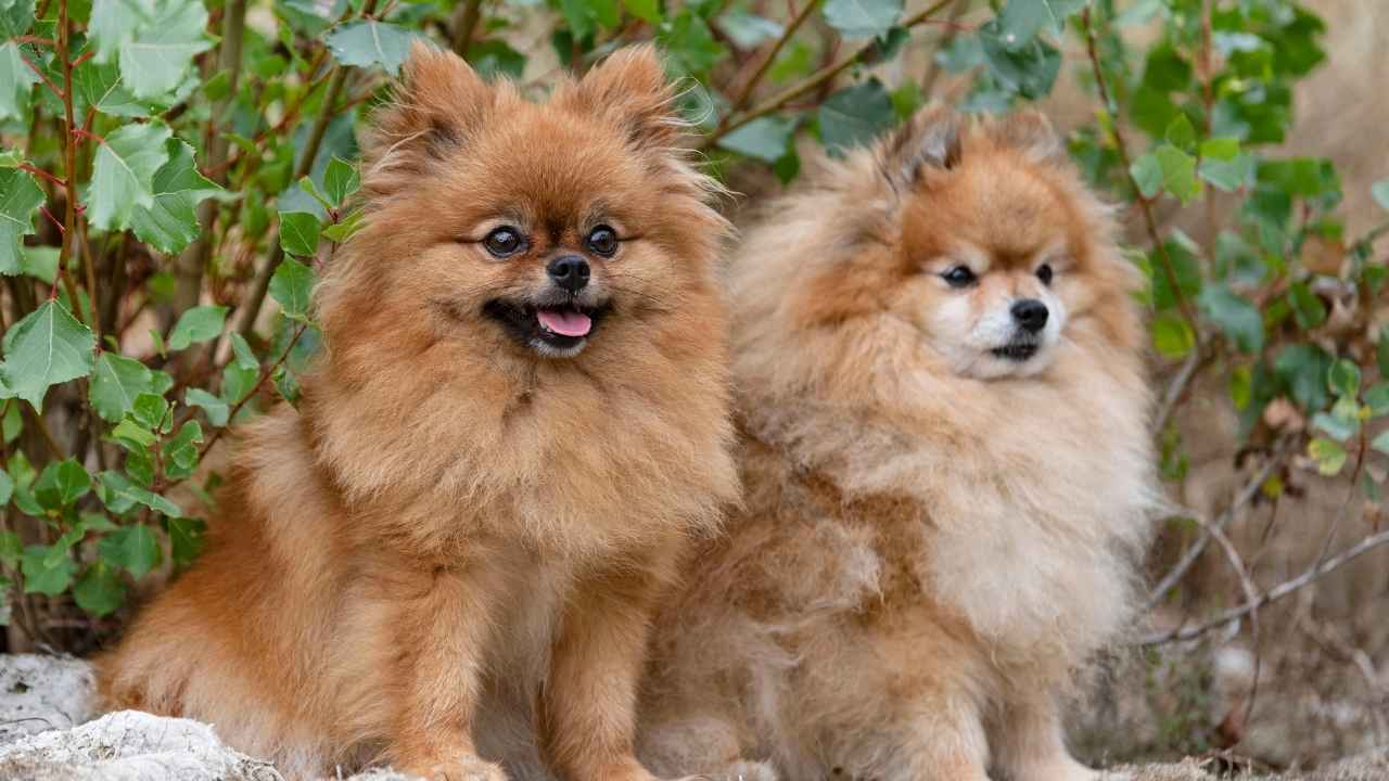 Pomeranian