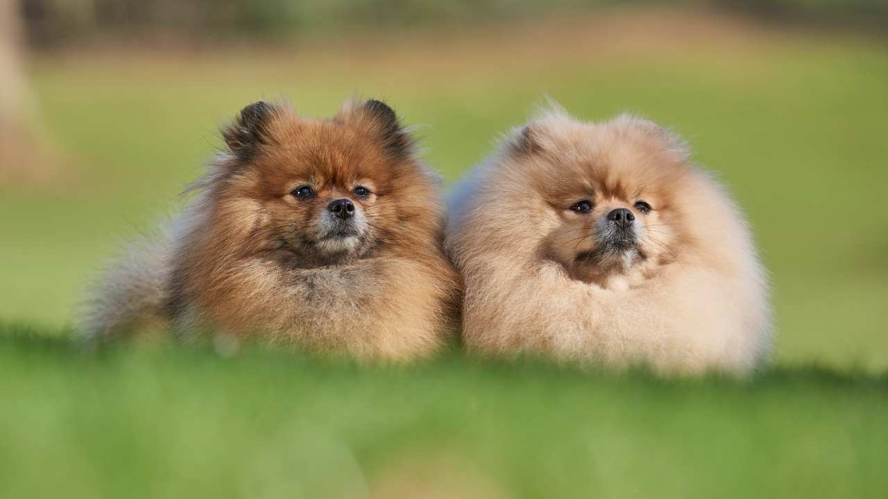 Pomeranian