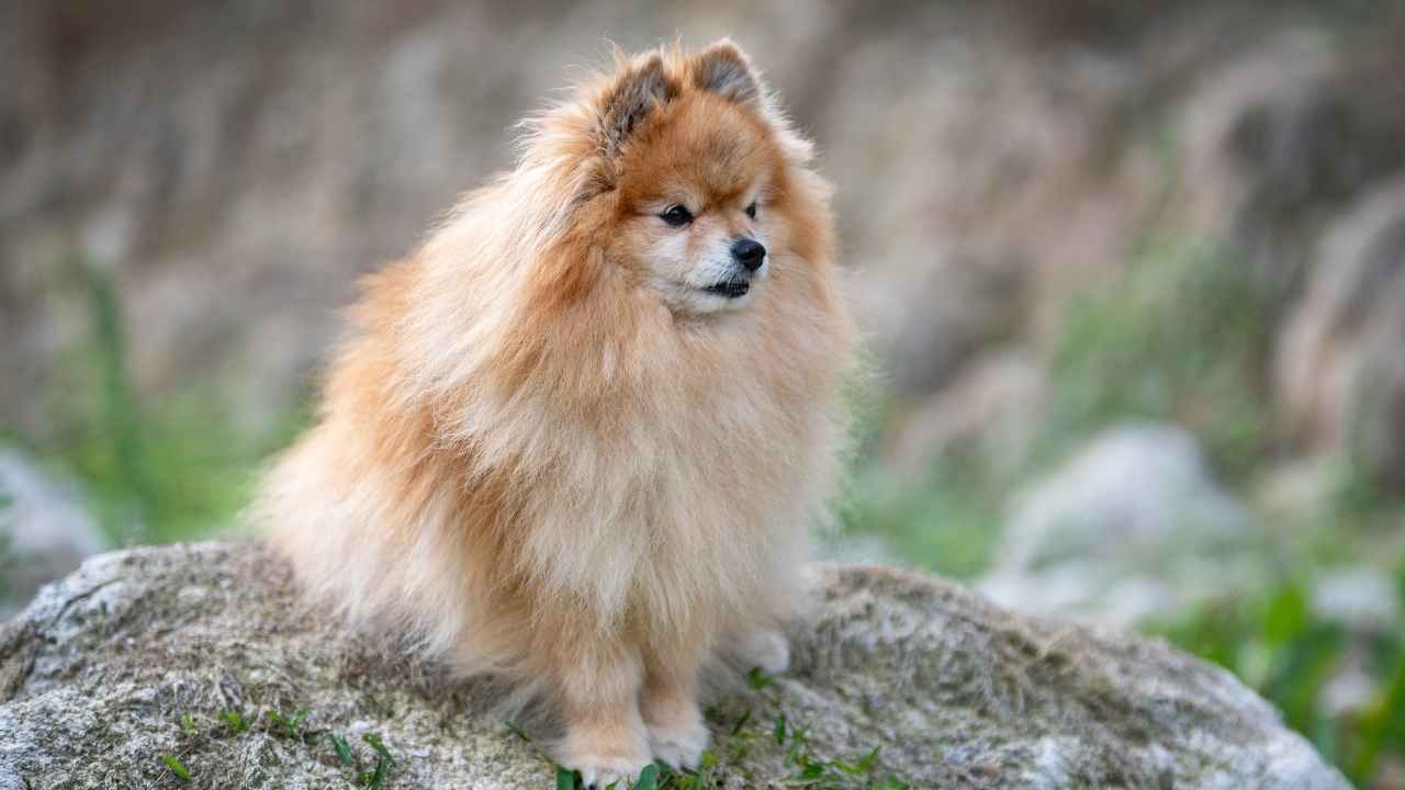 Pomeranian