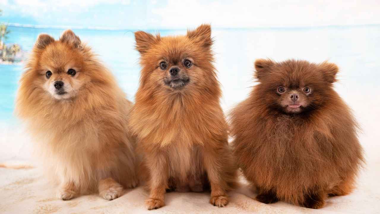 Pomeranian