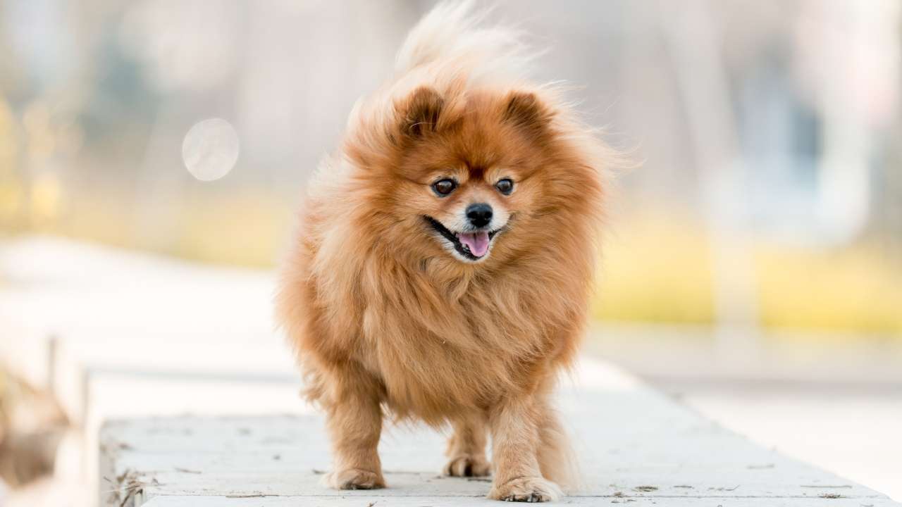 Pomeranian