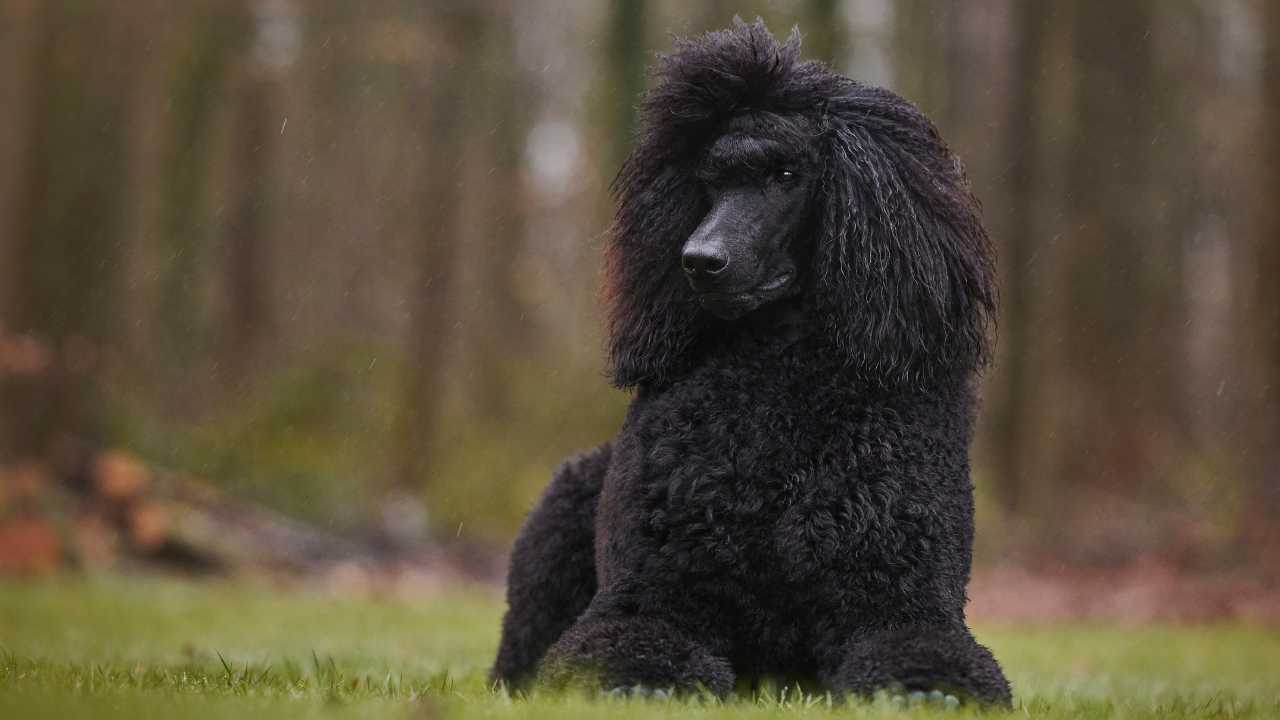 Poodle