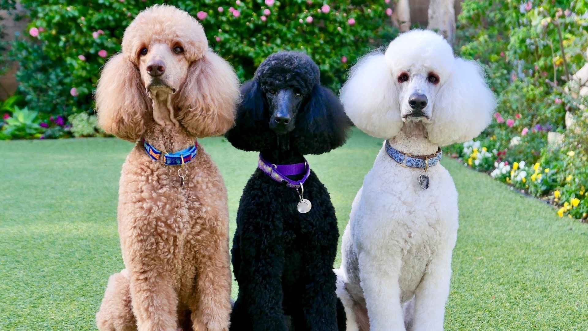 Poodle Mix Breeds