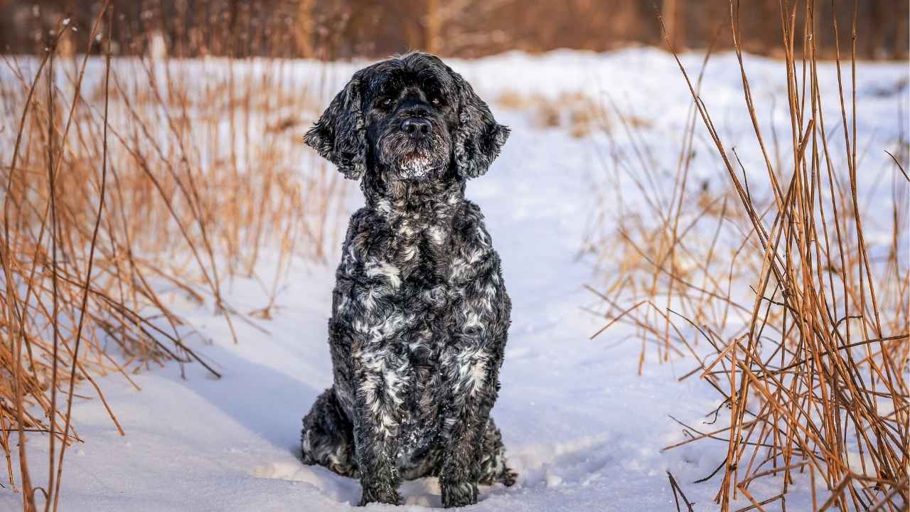 Portuguese Water Dog