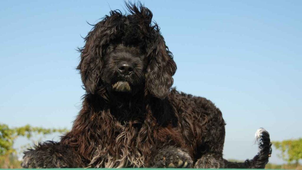 Portuguese Water dog