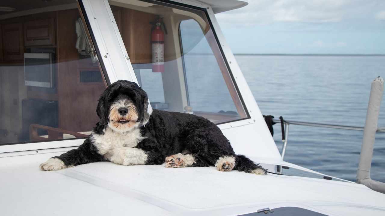 Portuguese Water Dog