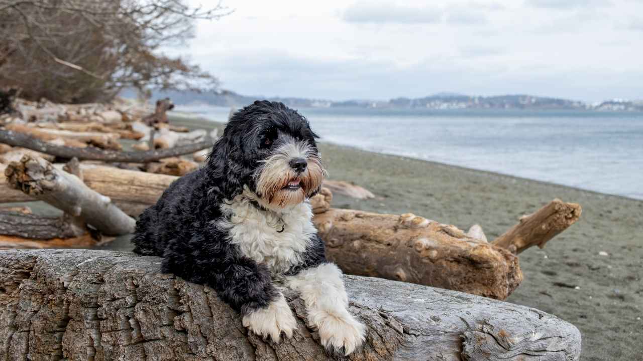 Portuguese Water Dog