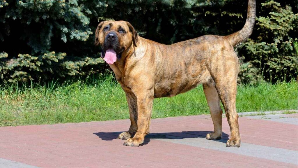 Presa Canario