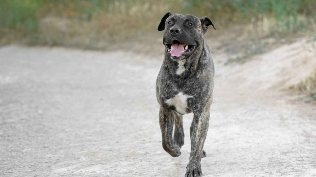 Presa Canario