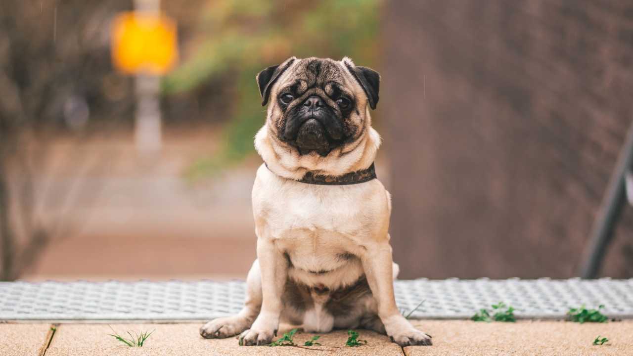 Pug