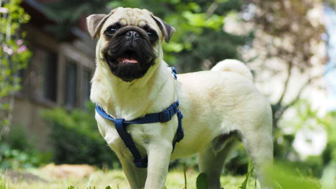 Pug