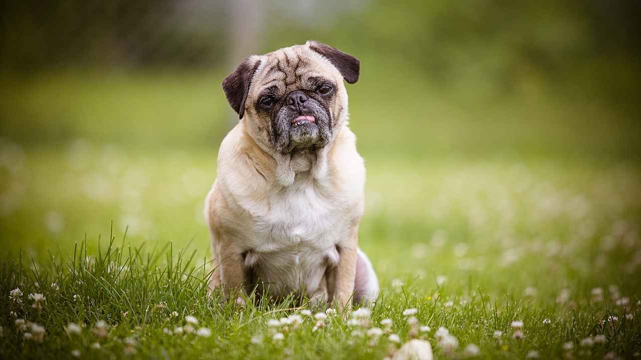 Pug