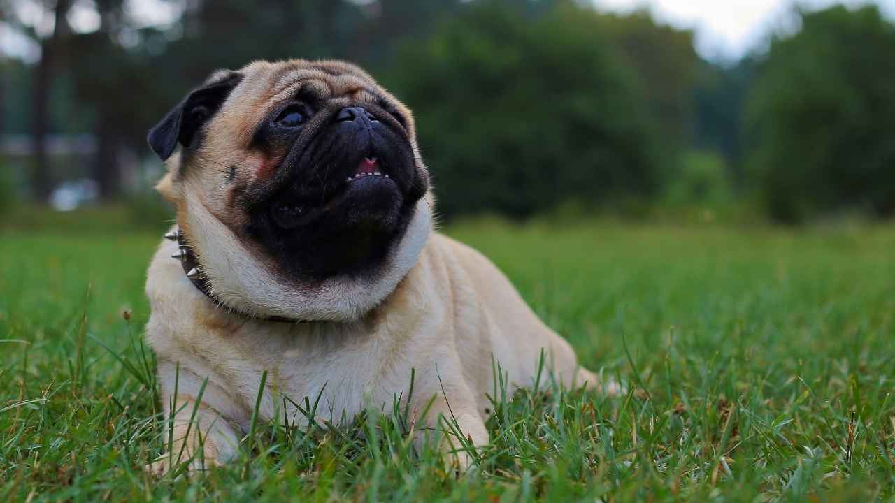 Pug