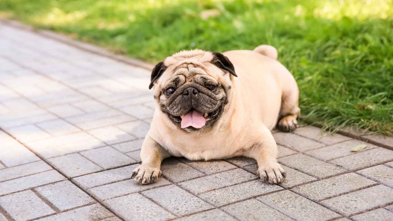 Pug