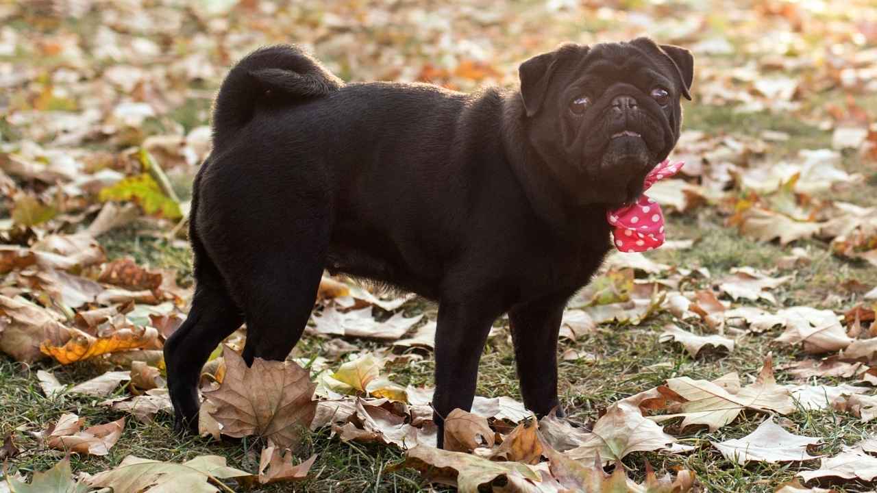 Pug