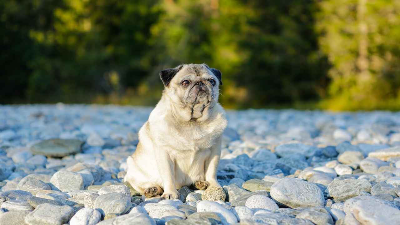 Pug