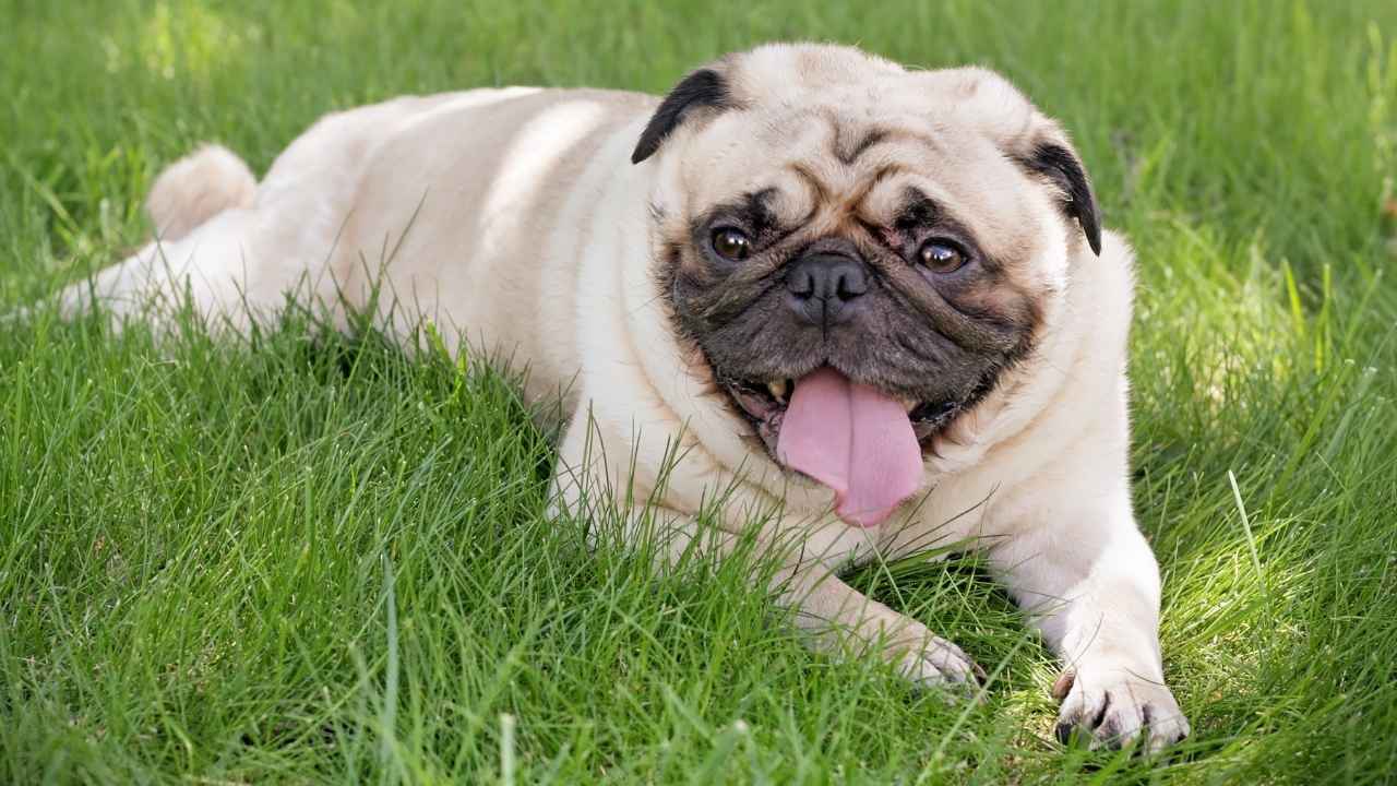 Pug