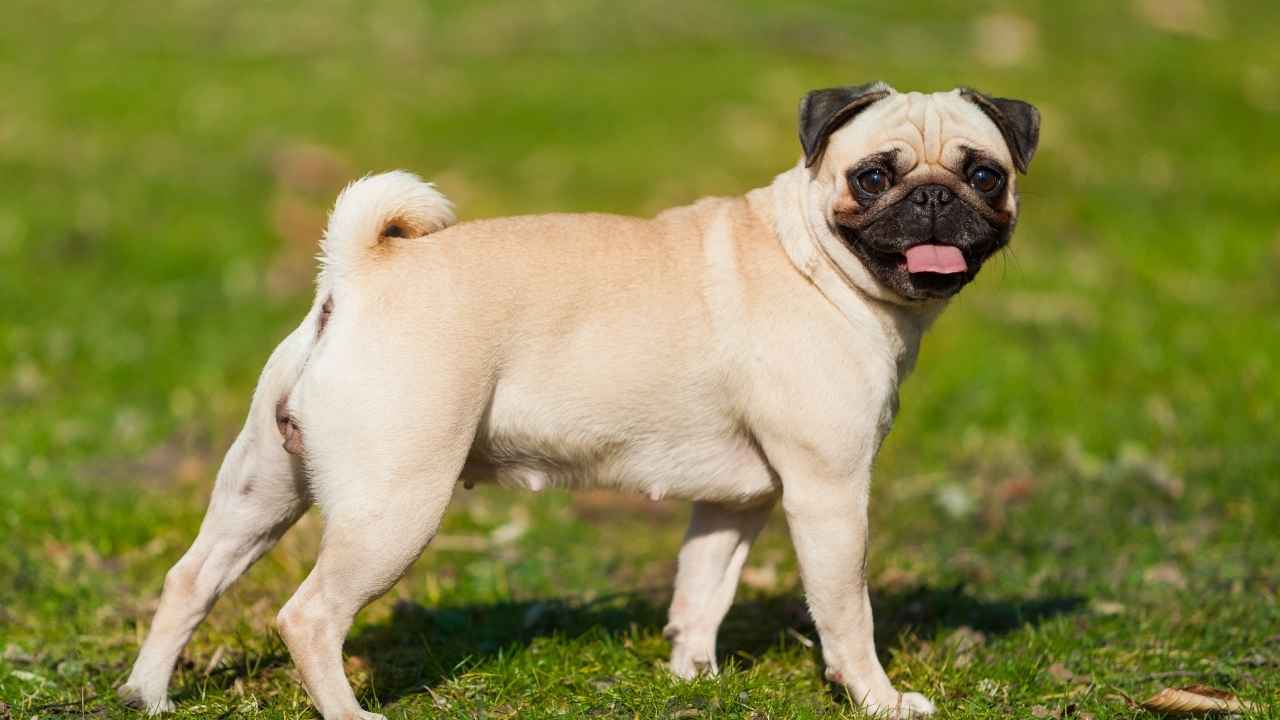 Pug