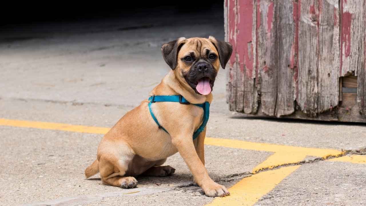 Puggle