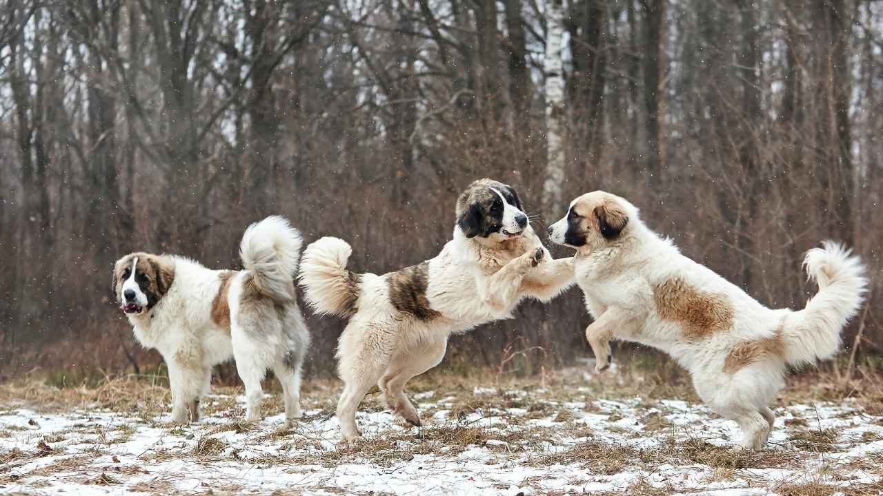 Pyrenean Mastiff