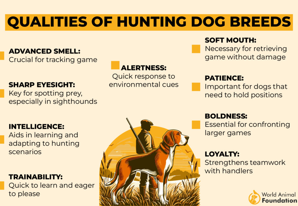 Qualities-of-Hunting-Dog-Breeds