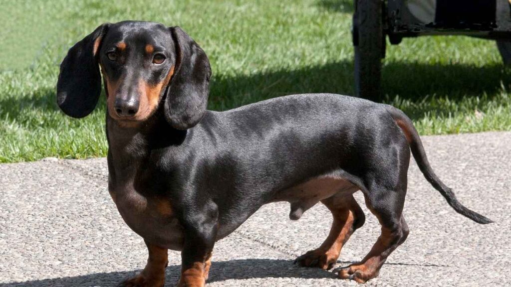 Rabbit Dachshund